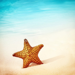 Obraz na płótnie Canvas Beautiful starfish background