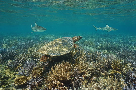 Shallow coral reef underwater with an hawksbill sea turtle and blacktip reef sharks, south Pacific ocean, New Caledonia
