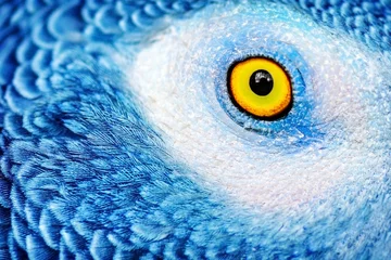 Wandcirkels aluminium Beautiful parrot eye © Anna Om
