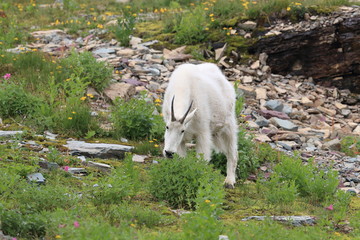 Mountain Goat Oreamnos Americanus Glacier National Park Montana USA