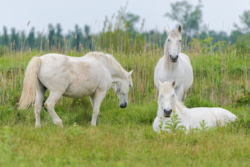     Camargue horses in a bed flower field 