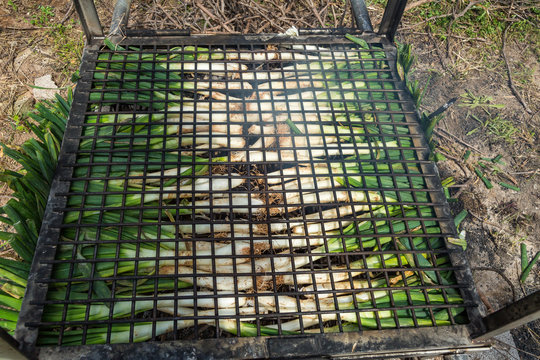 Grillning av purjol&ouml;k under festen Cal&ccedil;otada Sant Miquel
