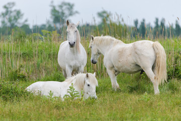 Obraz na płótnie Canvas Camargue horses in a bed flower field 