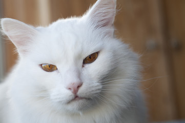 Portrait of an albino