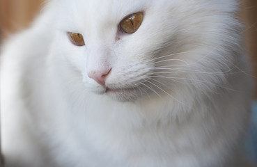 Portrait of an albino