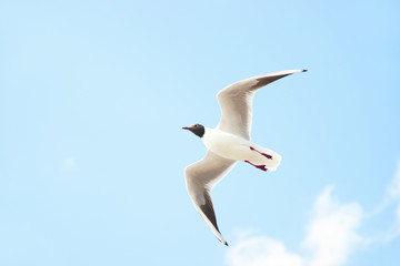White seabird with black head and wing tips flying and soaring up in the blue air filled with clouds.