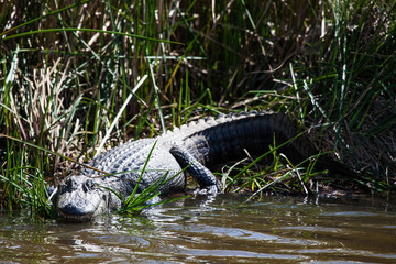 Naklejka premium Alligator 