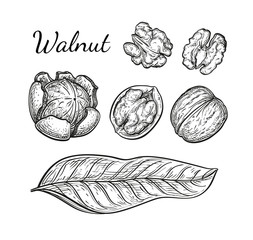 Fototapeta premium Ink sketch of walnuts