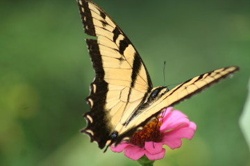 Monarch Eastern Tiger Butterfly