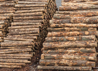Napier, New Zealand - March 9, 2017: Closeup of two piles of tree trunks at large timber harbor. Heaps of brown tree trunks sawed at fixed length. Shades of brown.