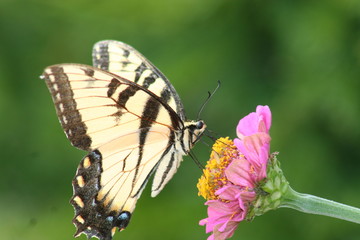 Monarch Eastern Tiger Butterfly