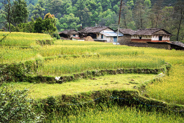 Tarasowe pola uprawne na szlaku do Poon Hill.