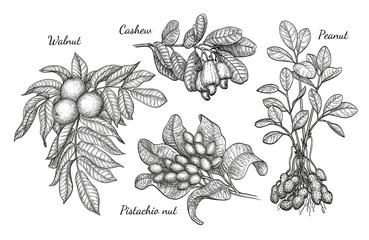 Walnuss, Cashew, Pistazie und Erdnuss © alhontess