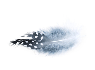 Decorational feather isolated