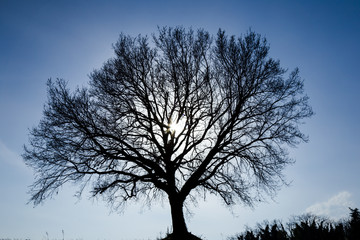 Fototapeta na wymiar Sunlight breaks through a solitary tree in spring