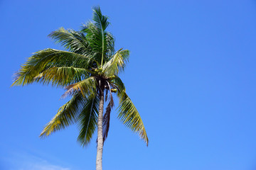 Coconut Tree with blue sky background. 