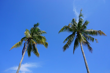 Obraz premium Coconut Tree with blue sky background. 