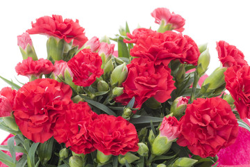 カーネーション