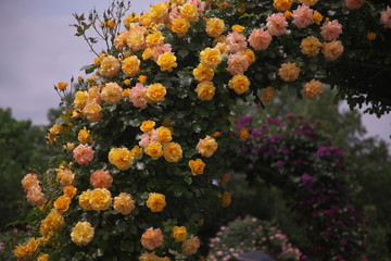 薔薇のトンネル
