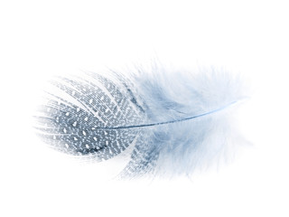 Decorational feather isolated