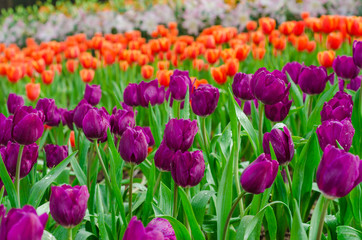Colourful fresh tulip in  flower garden