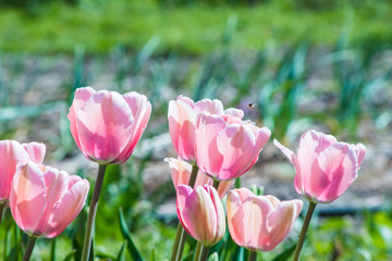White pink tulips in the natural environment rejoice in the sun and insects.