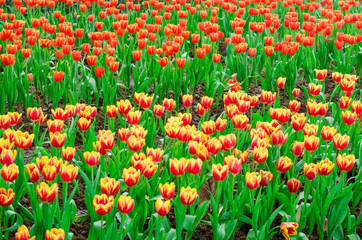 Colourful fresh tulip in  flower garden