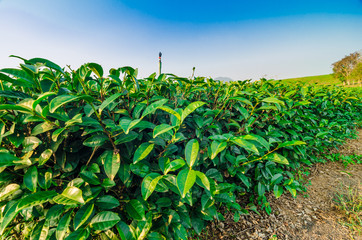 Agricultural tea plantation farm