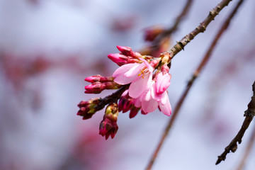 河津桜