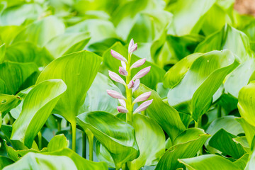 Beautiful Water Hyacinth flowers in pond