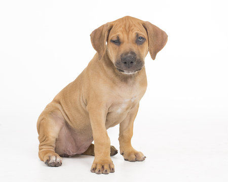 catahoula puppy