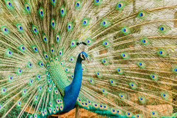 Obraz premium Peacock. Portrait of male peacock displaying his tail feathers.