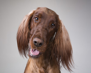 Setter