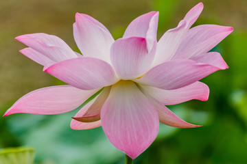  beautiful pink waterlily or lotus flower in pond