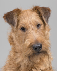 Wire Terrier