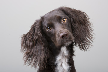 cocker