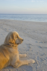 Golden Retriever Puppy Watching Sunset on the Beach