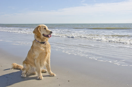 Golden Retriever Puppy on the Beach