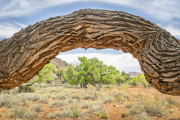 old twisted cottonwood tree in a desert canyon