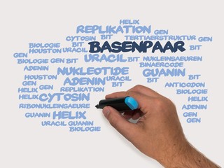 Basenpaar