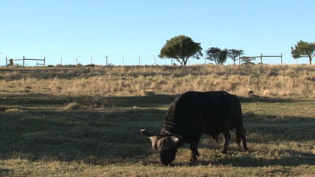 Buffel eating grass