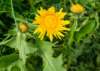 dandelion bloom with buds among spring time greenery 
