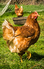 red farm hen stepping out 
