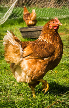 red farm hen stepping out 
