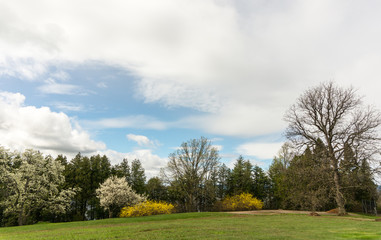 Fototapeta premium spring time: with trees and bushes in bloom 