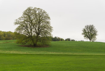 two trees isolated on a hill just beginning to leaf out in spring 
