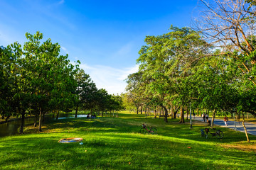 Green lawn meadow grass with tree and pond