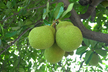 Jackfruit hanging on tree.
