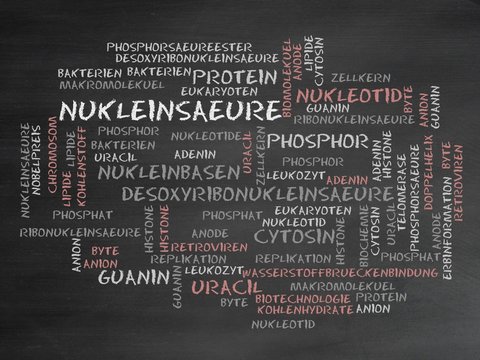 Nukleins&auml;ure