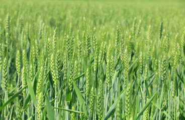 green wheat closeup